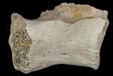 Ornithimimid Cervical Vertebra - Alberta (Disposition #-) #97051-2